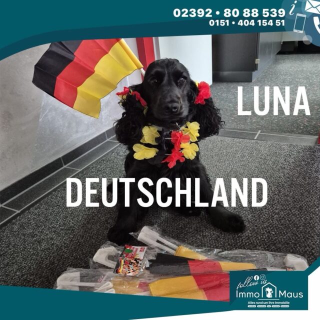 🐾🇩🇪 Unsere Bürohündin Luna hat letzte Woche einfach alle Deutschland-Artikel verschenkt – eine super Leistung! 🎉👏

Nun heißt es: Daumen drücken für die nächsten Spiele! 🤞⚽ Das gesamte Team fiebert mit und hofft, dass Deutschland noch ganz weit kommt. 🇩🇪🏆

Und natürlich drückt auch Luna ganz fest ihre Pfoten! 🐶🐾❤️

Gemeinsam mitfiebern, anfeuern und die Mannschaft unterstützen! 🙌🔥

#Deutschland #DFBTeam #EM #Fußballfieber #WirDrückenDieDaumen